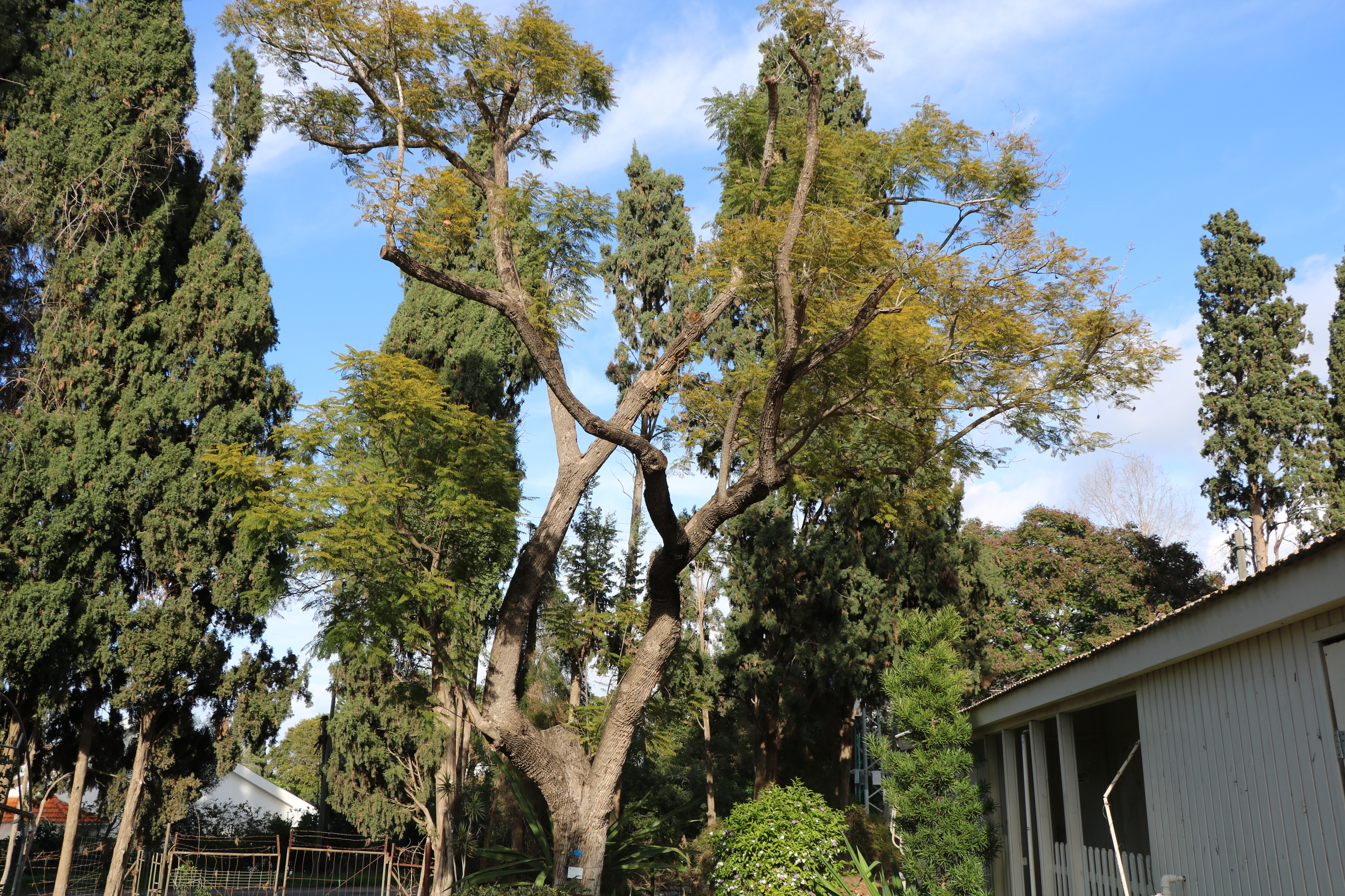 jacaranda